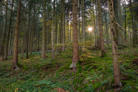 Forest with firs and sunstar sunbeams landscape