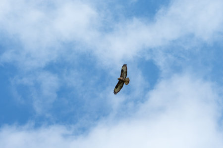 Raptor buzzard flight in the sky