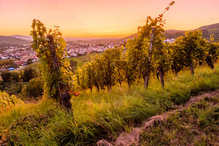 Vineyard after sunset with twilight colored skyの写真素材