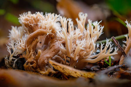 Poisonous cauliflower coral mushroom focus stacking close-upの写真素材