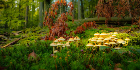 Mushrooms on green moss in forest