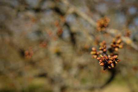 Buds of an apple tree in spring close-up