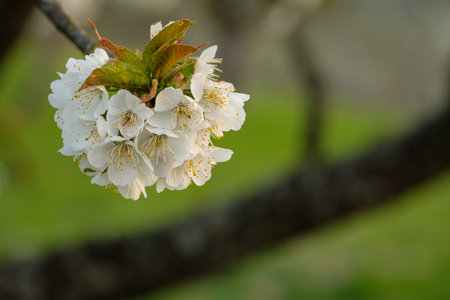 Twig with white flowers of an apple tree close-up