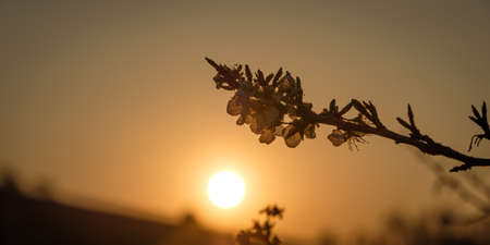 Apple tree flowers in sunrise close-upの写真素材