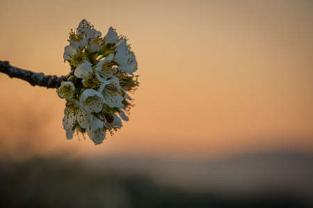 Blossom of an apple tree in dawn morningの写真素材
