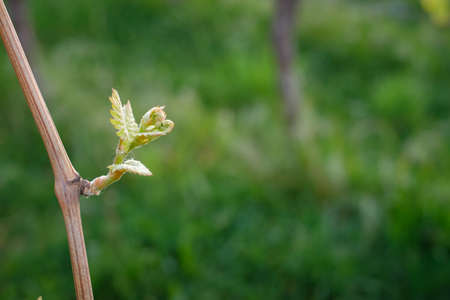 Vine twig with new bud and little leavesの写真素材