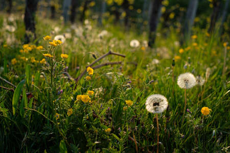 Flower and blossom close-up on a green meadow in a vineyardの写真素材