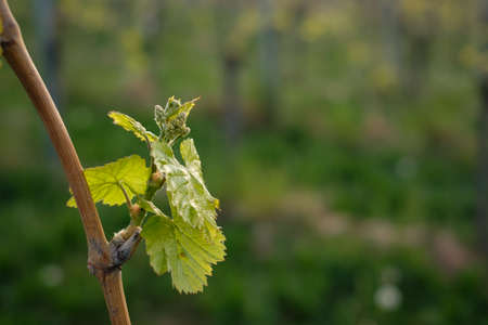 Bud and leaves at a vine close-upの写真素材