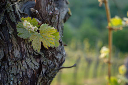 Leave budding at a vine close-upの写真素材