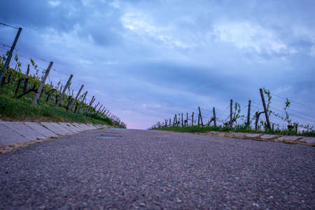 Road in vineyard with gray clouds in skyの写真素材
