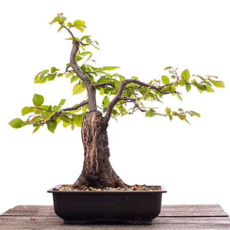 Hornbeam bonsai tree with deadwood on wooden boardの写真素材
