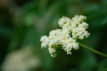 White elderflowers (Sambucvus) closeup