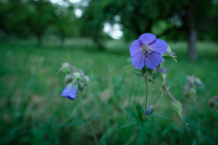 Violet flower of meadow crane's bill (Geranium pratense) on green meadow closeupの写真素材
