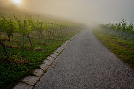 Vineyard and road in morning foggy crapの写真素材