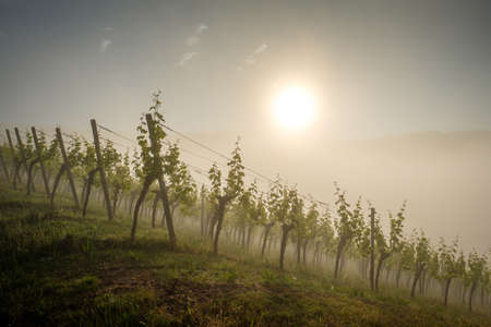 Sunlight and morning mist in vineyard sceneryの写真素材