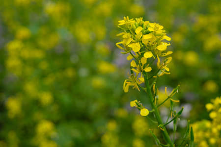 Rape plant with yellow flowers close-upの写真素材