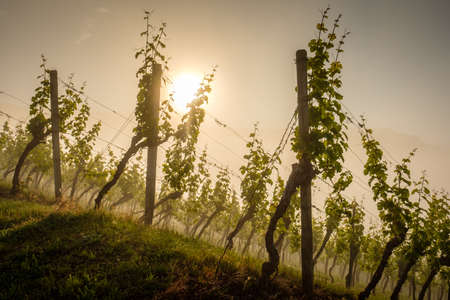 Vines in a vineyard in morning mist with sunlight landscapeの写真素材