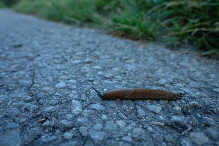 Slug creeping on a road close-upの写真素材