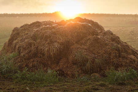 Dunghill in morning sun back lit.の写真素材