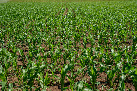 Green young cornfield agriculture