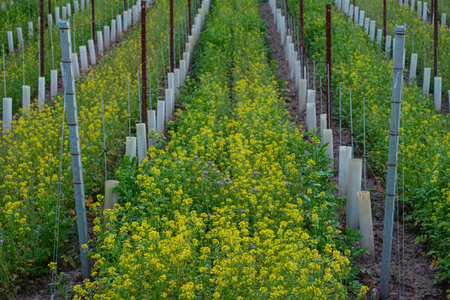 Yellow rape flowers in a vineyard landscapeの写真素材