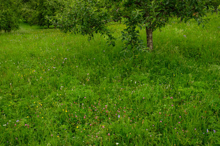Green meadow with flowers and apple tree landscapeの写真素材