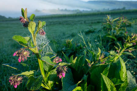Comfrey with purple flower and spiderweb in dawnの写真素材