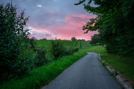 Road trees vineyard with sky in dawn with pink sky