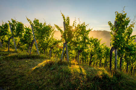 Sunrise with sunstar in a vineyard agriculture landscapeの写真素材