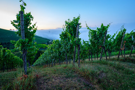 Vineyard in dawn with morning mist fog landscape