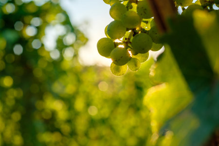 Riesling grapes in back lit wit bokeh close-upの写真素材