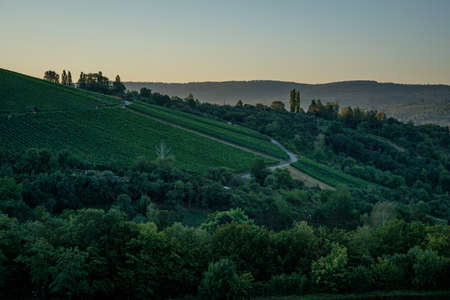 Vineyard and forest trees landscape in dawn morningの写真素材