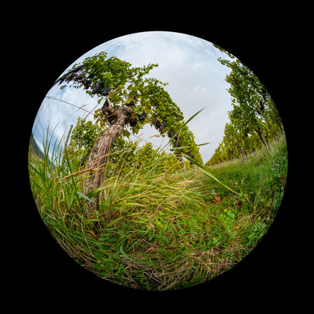 Vines in vineyard with fish eye distortionの写真素材