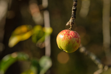 Ripe red apple in october at a tree branch close-up