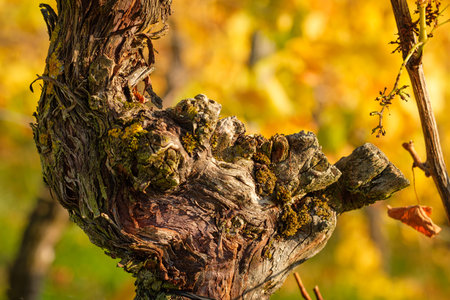 Old gnarled vine wood in yellow autumn colors close-up