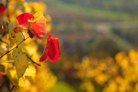Red vine leaves in autumn close-up landscapeの写真素材