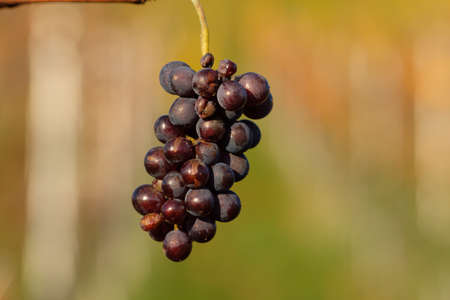 Very ripe red wine grapes close-upの写真素材