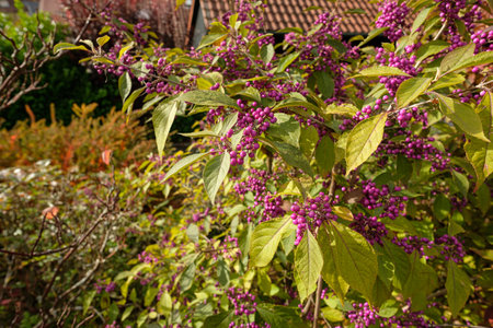 Beautyberry (Callicarpa) bush with lilac berries in autumnの写真素材