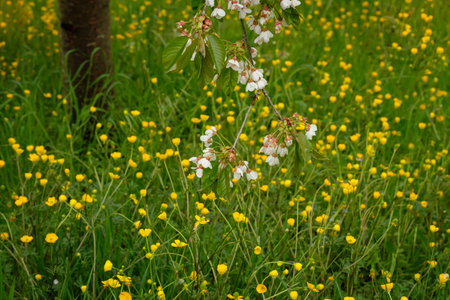 Cherry blossom and green meadow with yellow flowers