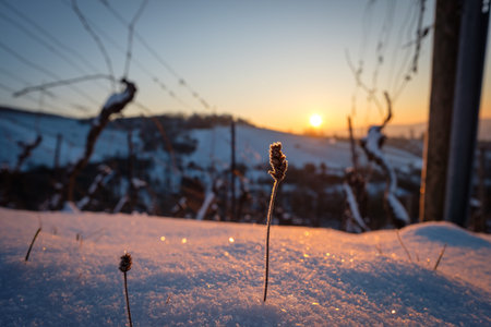 Dry grass with ice crystal in snow in vineyard back lit close-upの写真素材