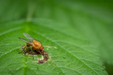 Golden dung fly (Scathophaga stercoraria) on green leaf close-upの写真素材