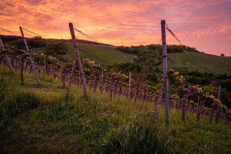 Vineyard with red violet sky in dawn sceneryの写真素材