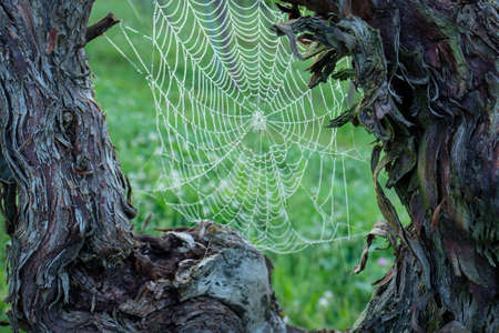 Old gnarled vines bark with spiderweb close-upの写真素材