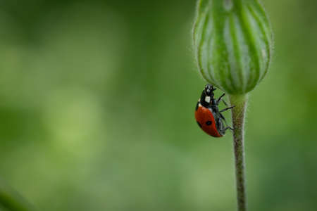 Red ladybug at a green plant close-upの写真素材