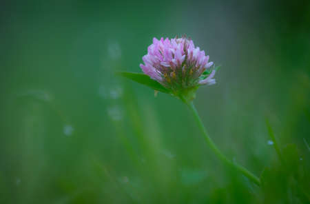 Violet glover flower with soft efect close-upの写真素材