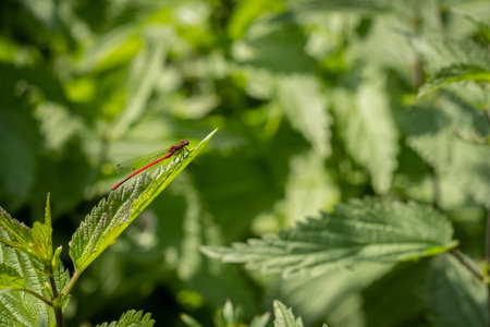 Large red damselfly (Pyrrhosoma nymphula) close-up