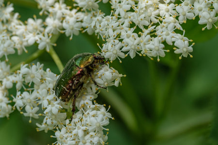 Rose chafer (Cetonia aurata) on white flower of elder close-up