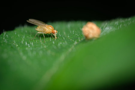 Leaf miner fly insect close-up on green leaf