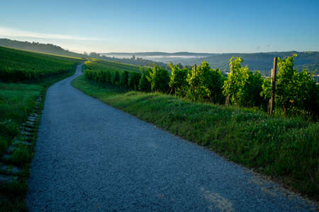 Road in a vineyard agriculture dawnの写真素材
