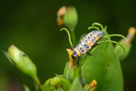 Ladybug larva insect on a plant close-up
